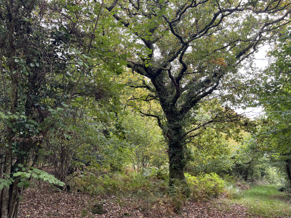 A landmark oak