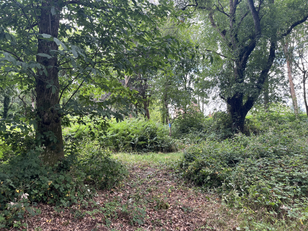 A series of clearings