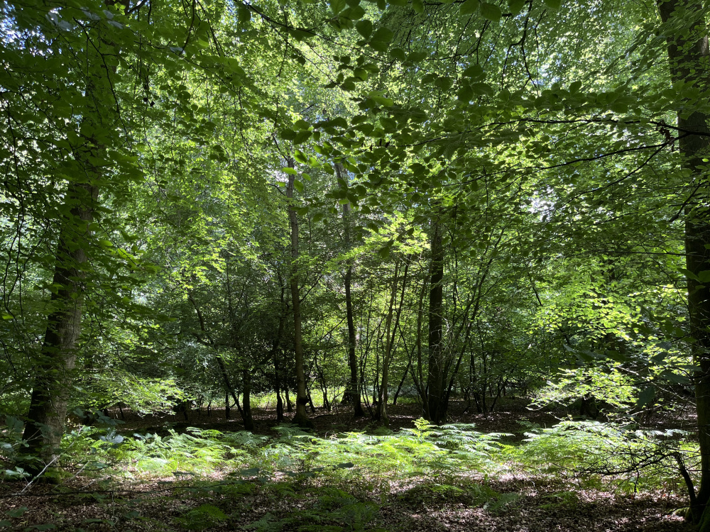The understorey thrives in the sunlight