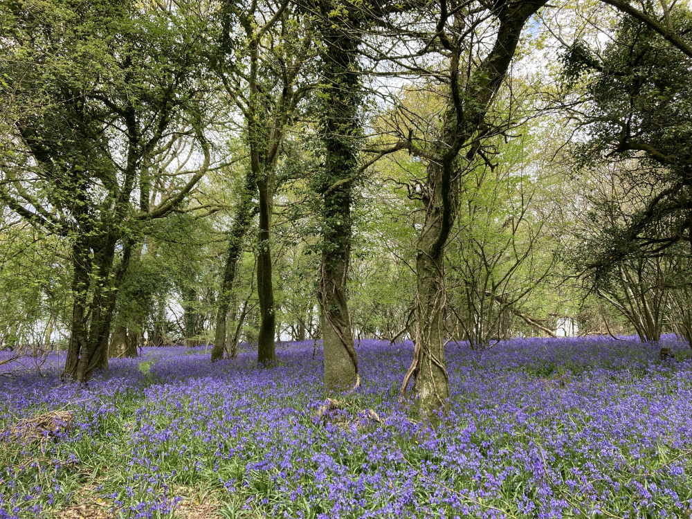 A proliferation of spring bluebells