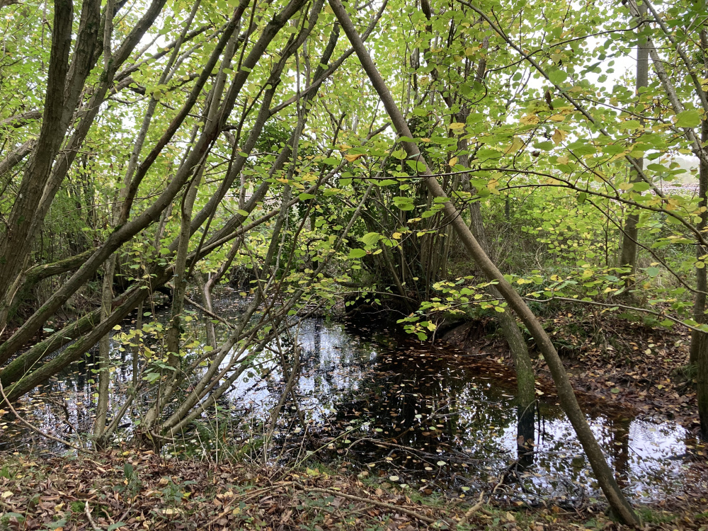 A small pond