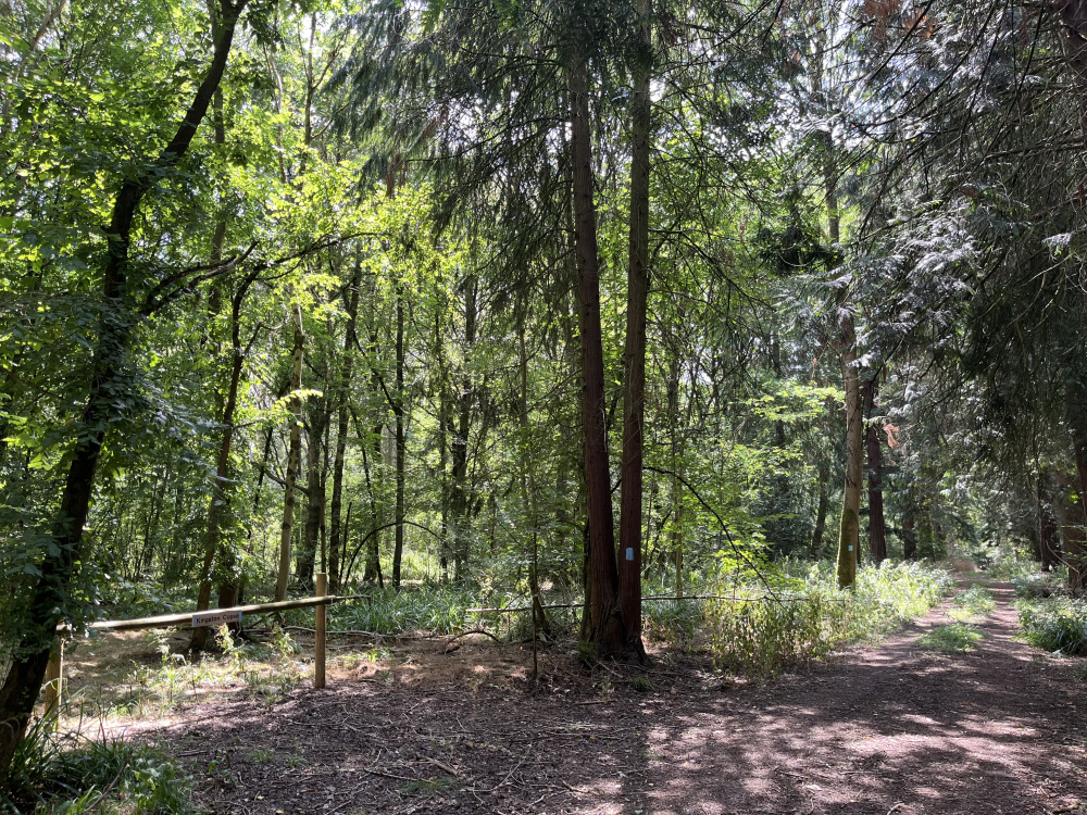 Access track to the wood