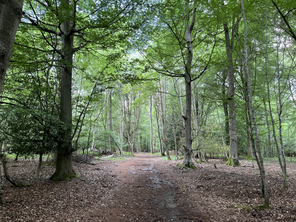 Access to Park Lane Wood