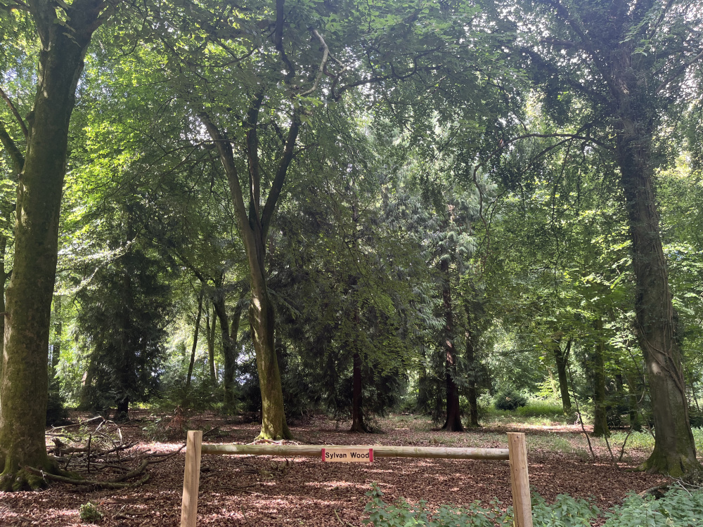 Sylvan Wood