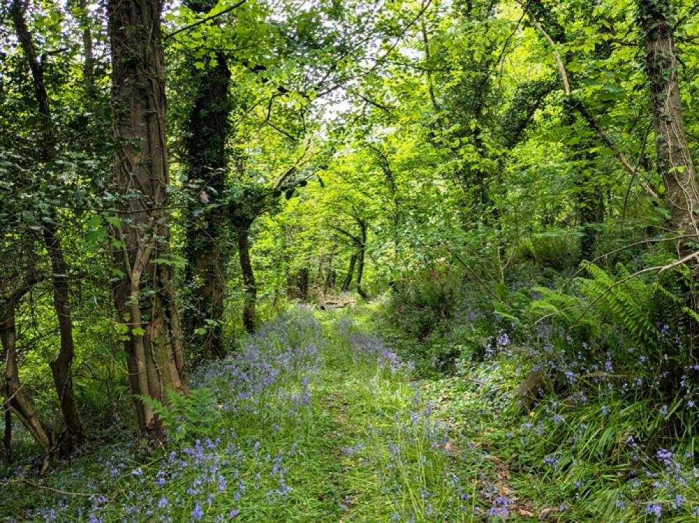 Bluebell lined path