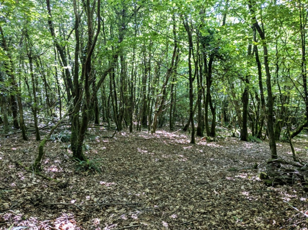 Good sized clearing which is pefect for camping