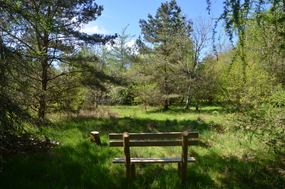 Open glade