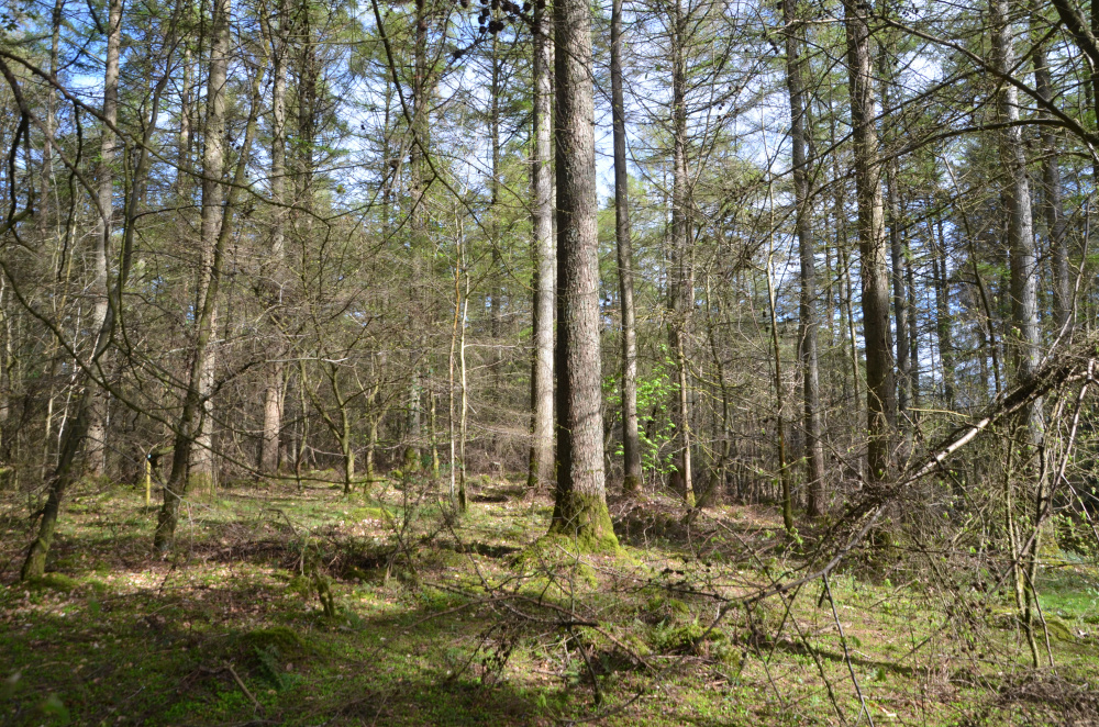 Larch in ancient woodland