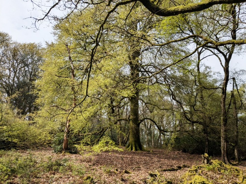 Majestic beech tree within a large clearing
