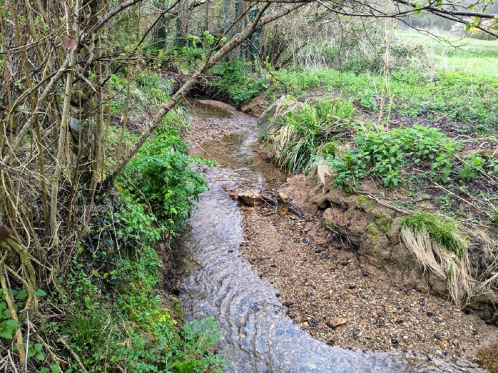 Attractive stream through the heart of the woodland