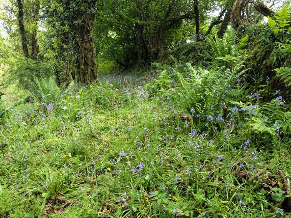 Stunning bluebells