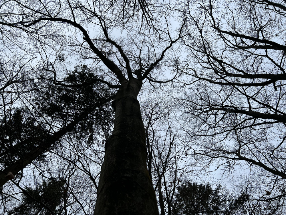 Canopy.