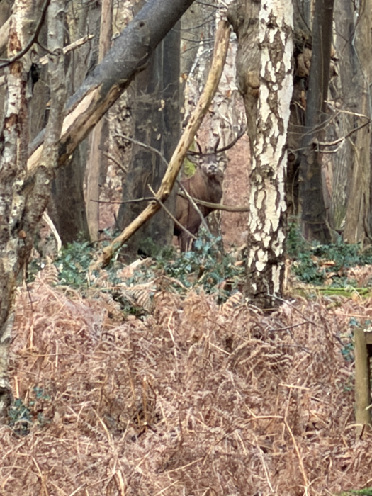 Spot the Red Stag. 