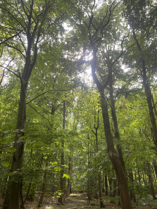 Tree canopy in summer. 