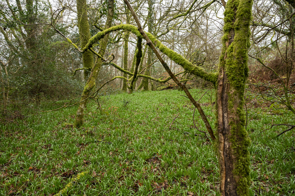 A carpet of Bluebells - Clychau Gog
