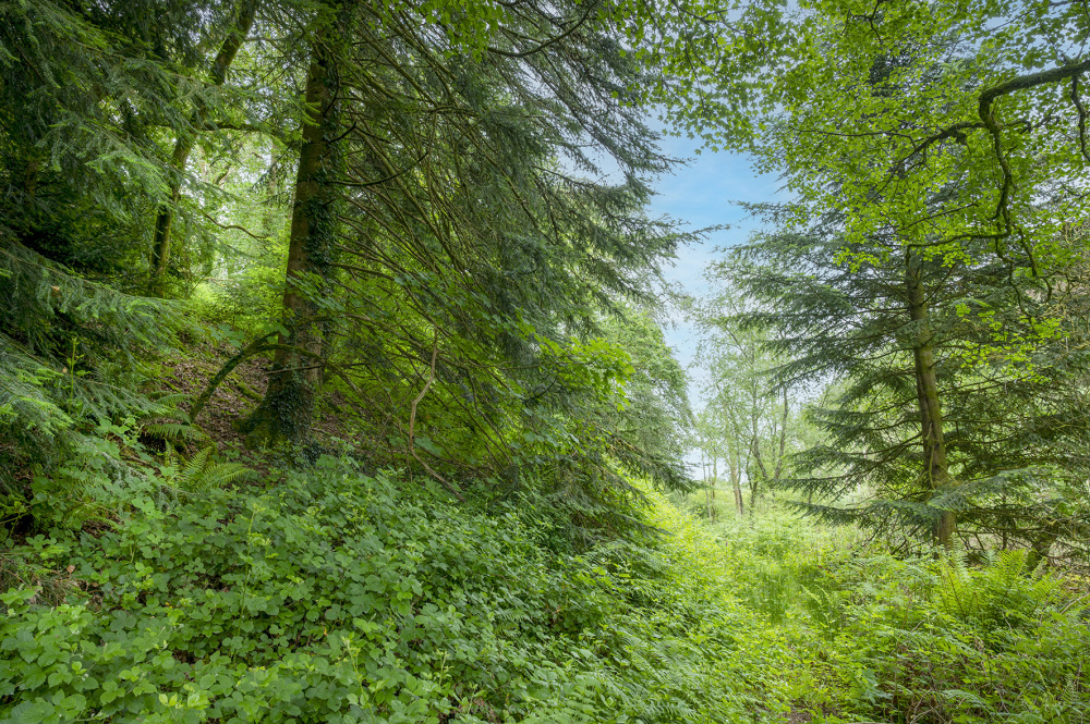Entrance track and lower part of Coed Y Llys