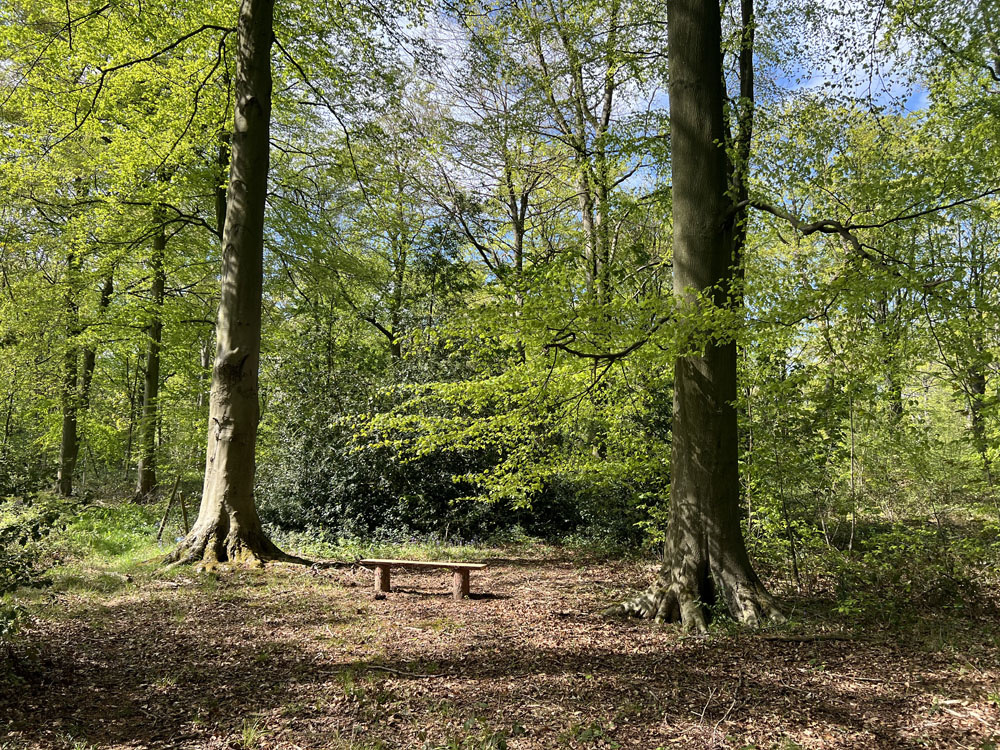 The bench situated beneath beeches