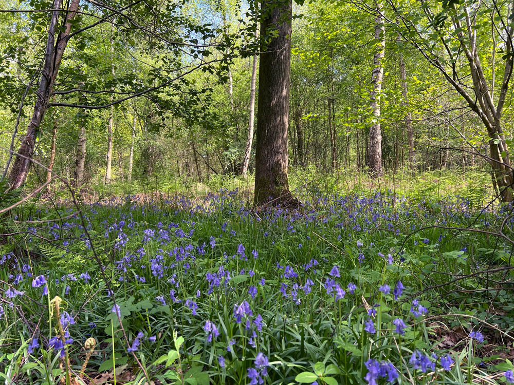 Beautiful bluebells in Spring