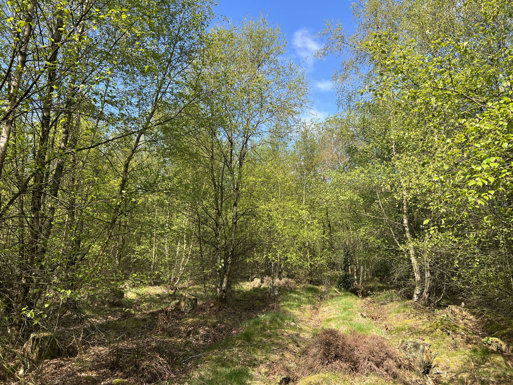 Sunny glade.