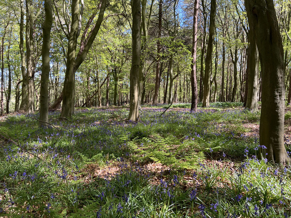 Swathes of bluebells