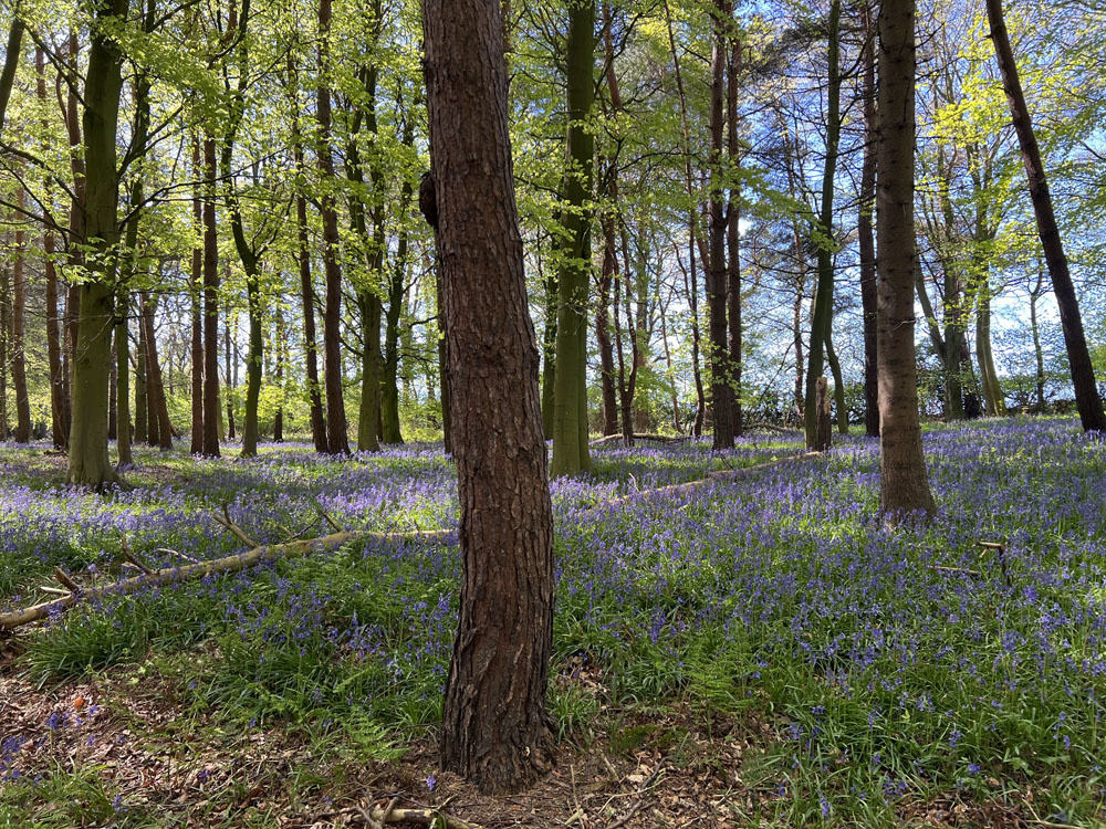 A carpet of bluebells