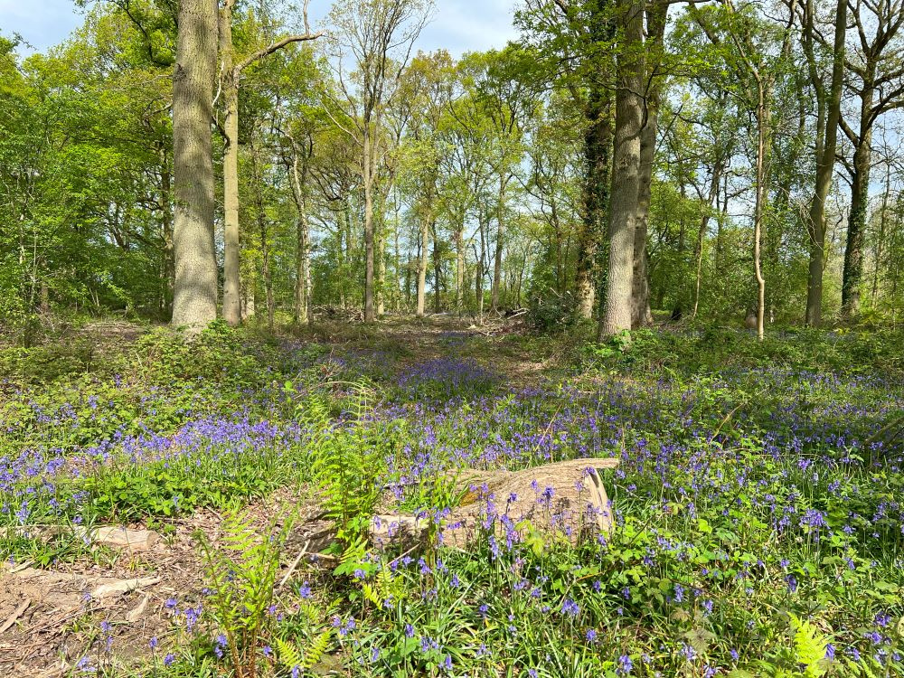Bluebell swathes