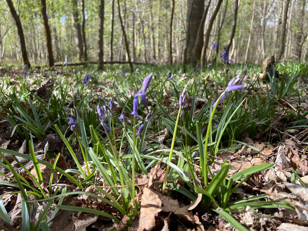 Bluebells in spring