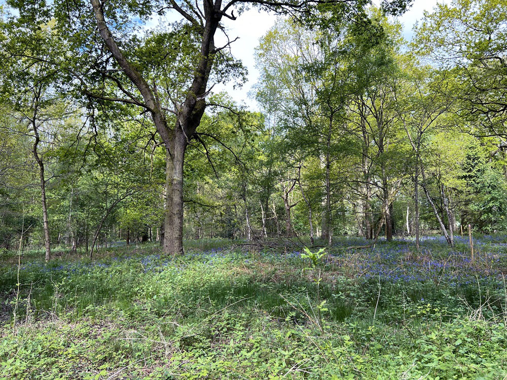 Awash with bluebells beneath the oaks