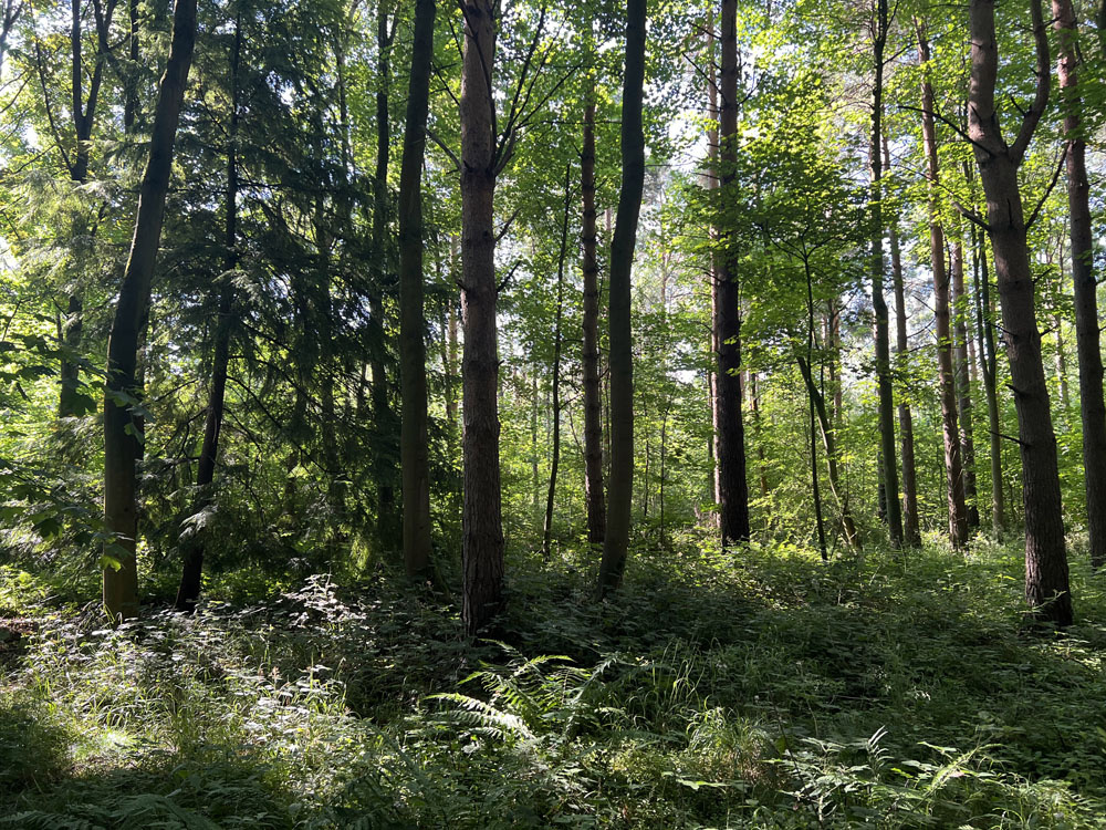 Sunlight and dappled shade
