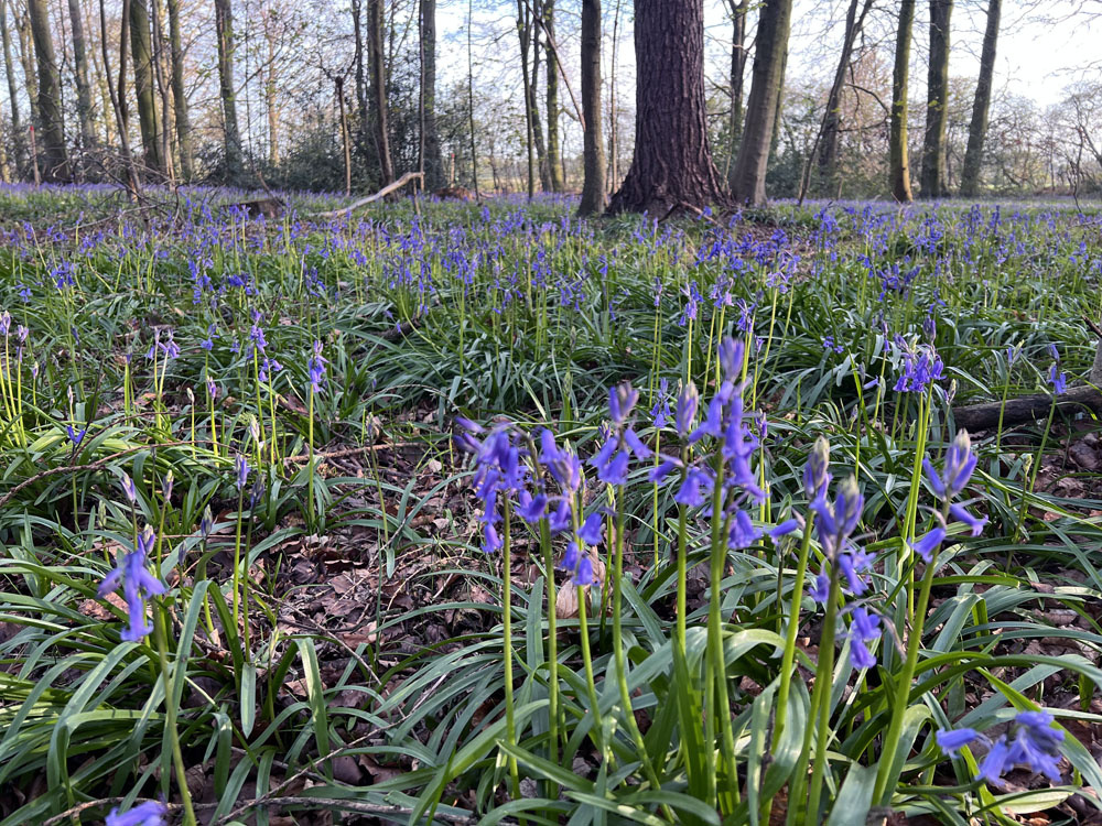 Evening light on bluebells