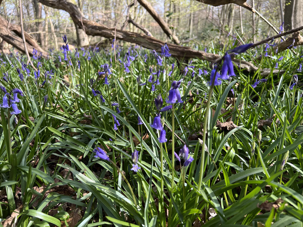 English bluebells
