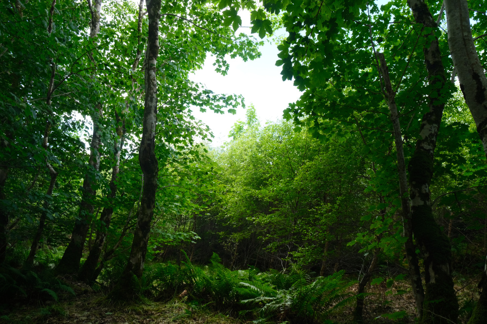 Thickly wooded