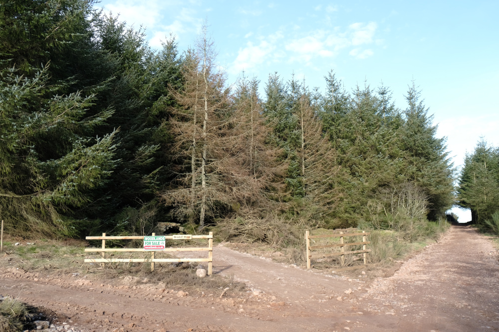 Wood entrance