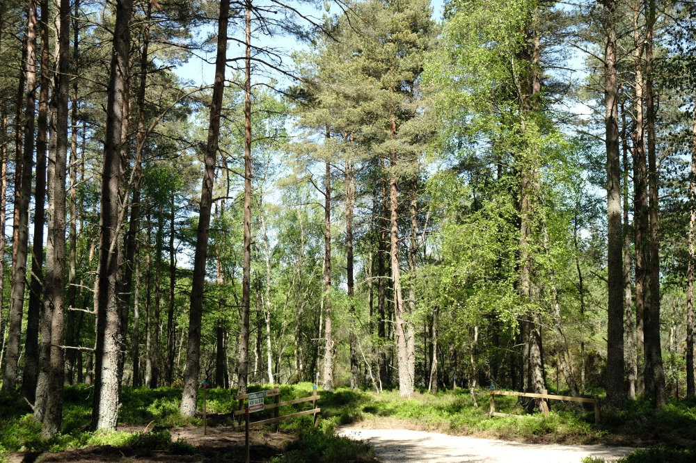 Entrance to the wood