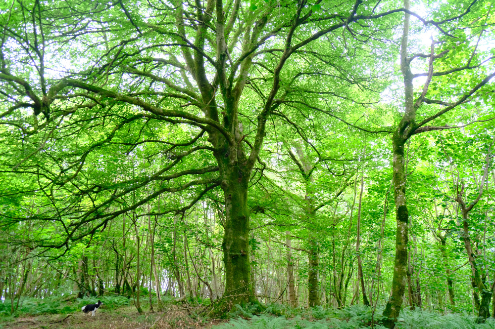 Majestic tree