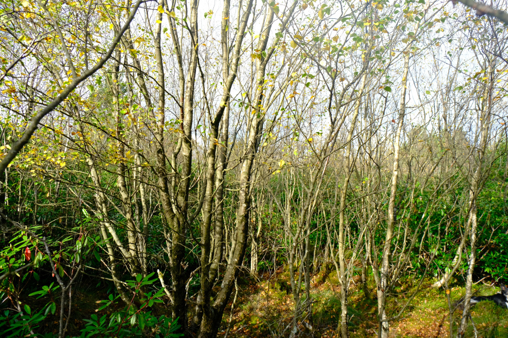Birch
