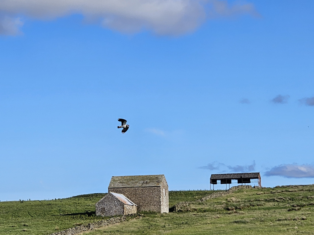 Lapwings and golden plover are frequent visitors to this open ground