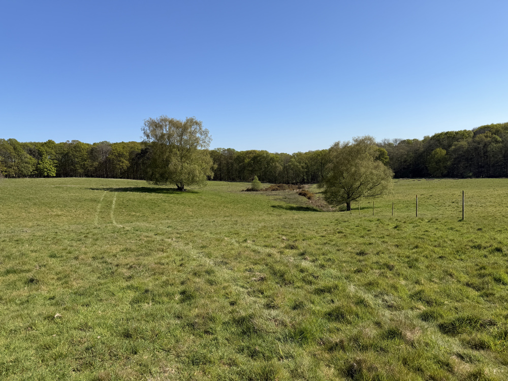 Gently undulating pastures, with interspersed trees