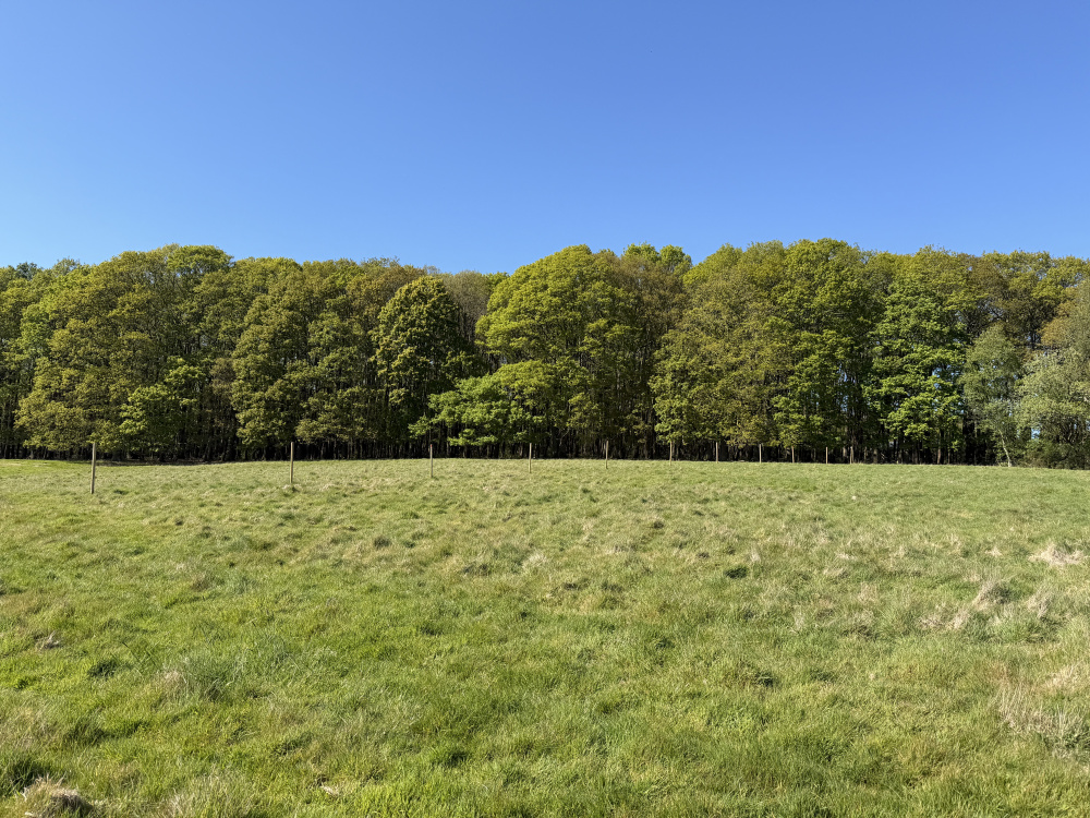 Wedge Meadow is a mix of open land and woodland