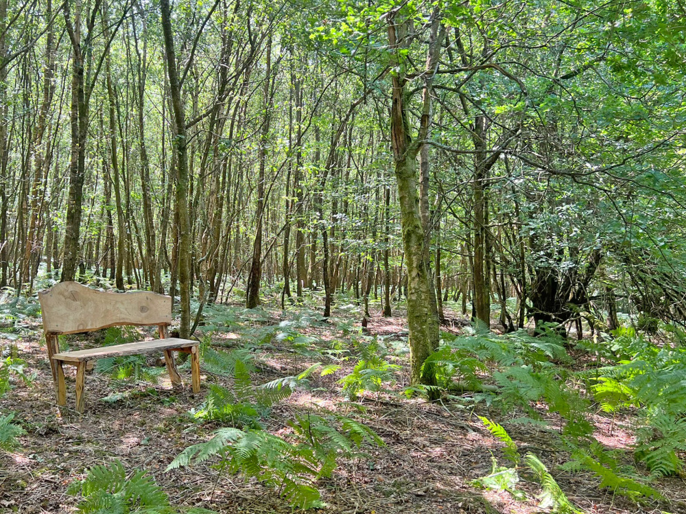 The bench in a quiet clearing