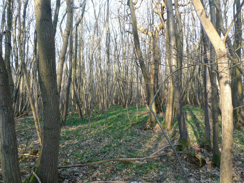 Bluebells emerging