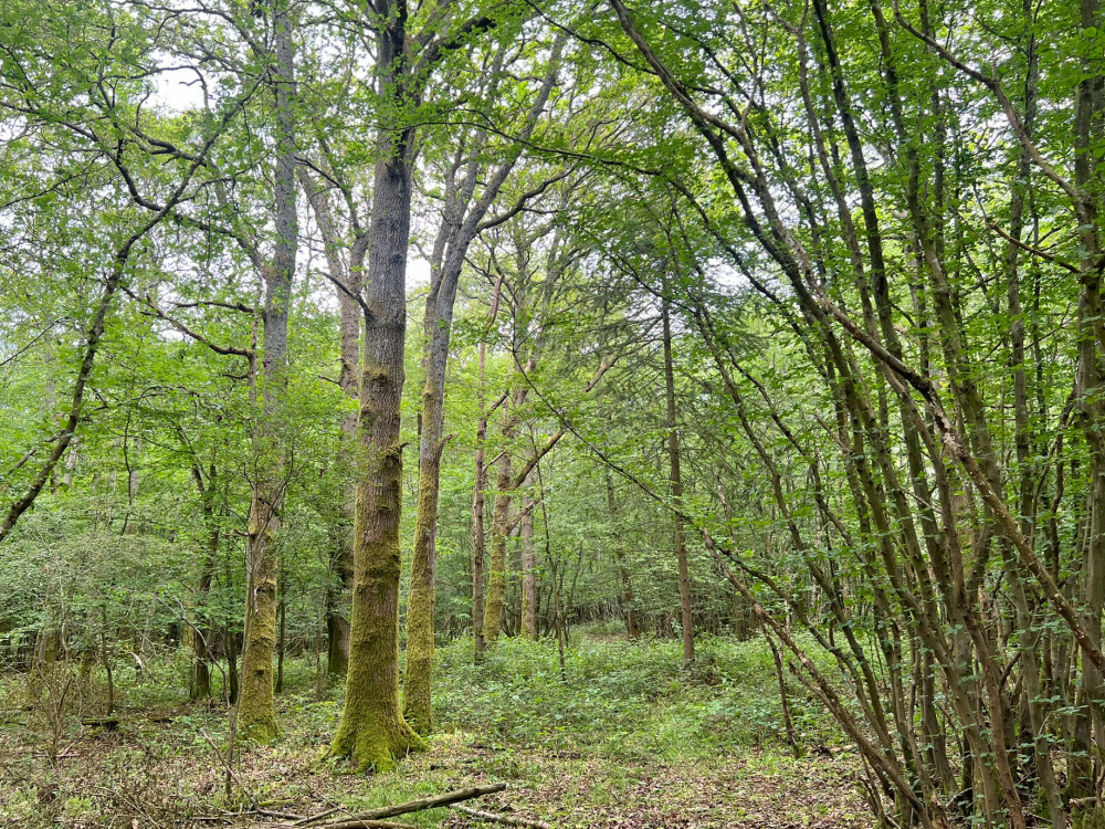 Mature oaks in Lance Wood