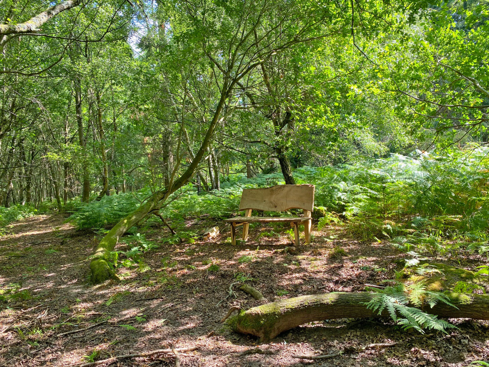 The rustic bench in a private clearing