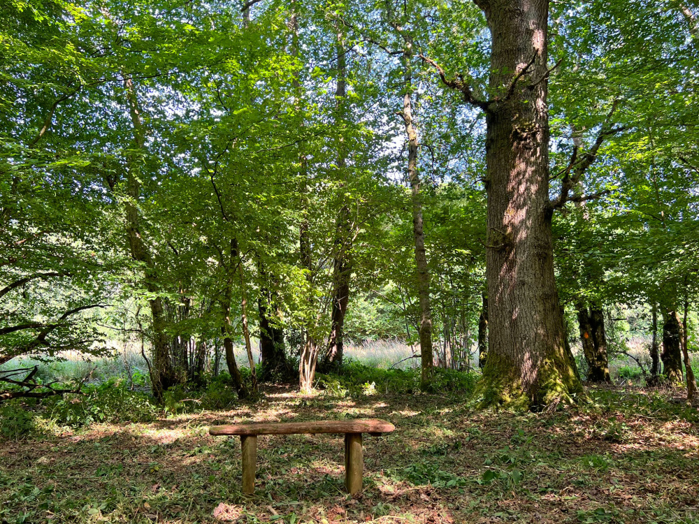 The seat in a sunny clearing