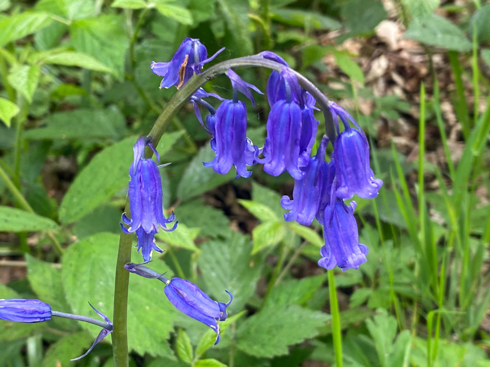Bluebells