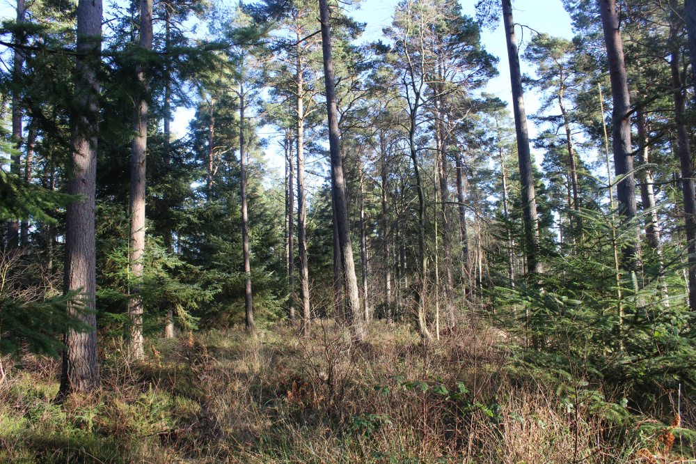 Scots pine