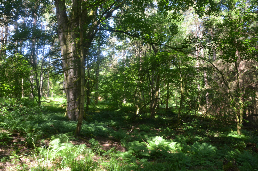 Large Sycamore