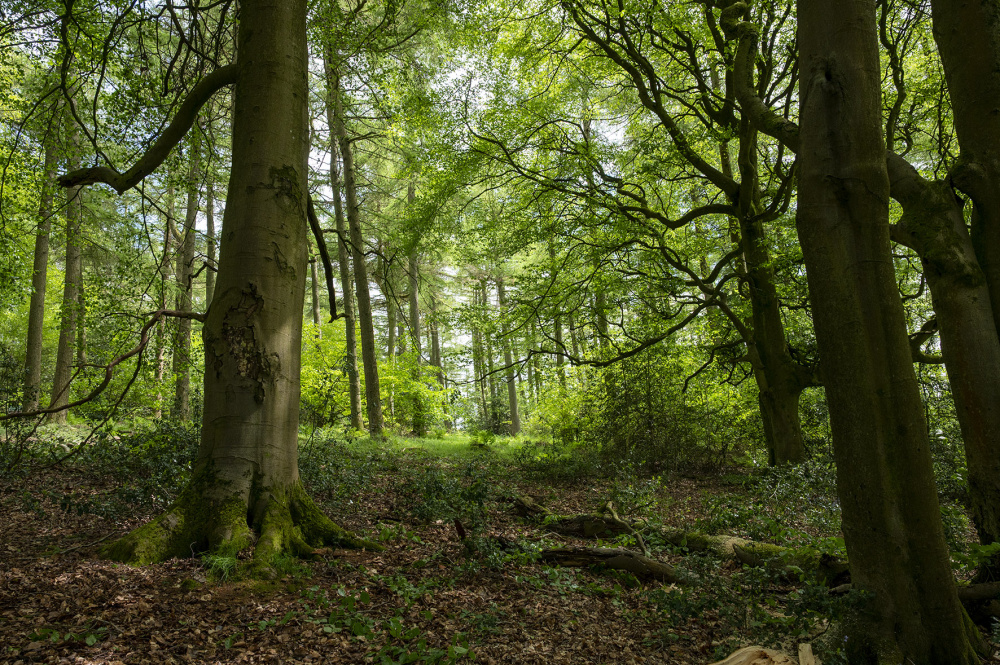 Some of the mature Beech within Cranberry Wood