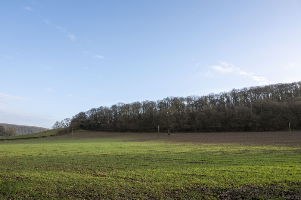 Old Quarry Wood