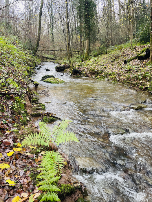 Millhalf Brook